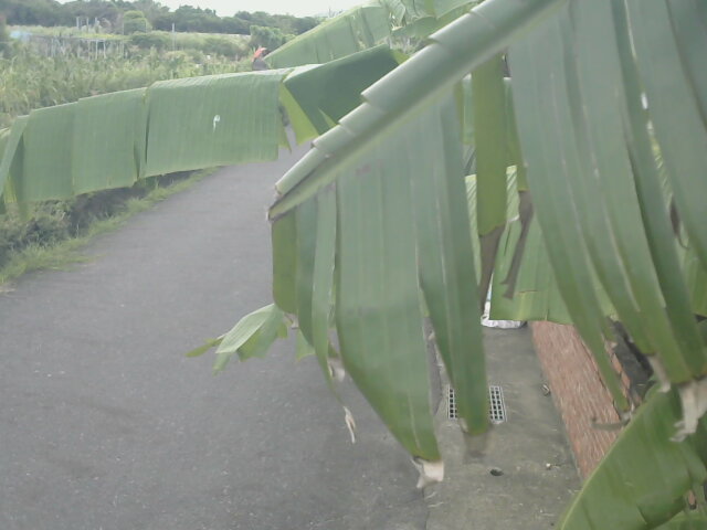 佳里區-番仔寮291號旁路口處(西方堂附近)